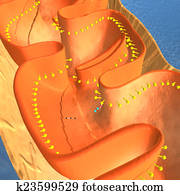 Mitochondria Mitochondria