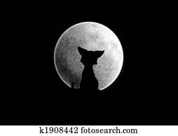 Moon Moon