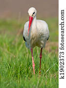 Portrait of a single white stork