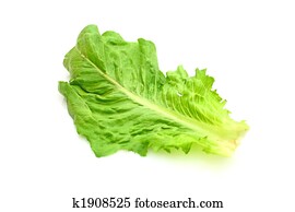 Salad Salad
