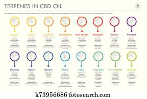 terpenes, ב, cbd, שמן, עם, מבני, נוסחות, אופקי, עסק, infographic