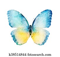 Watercolor butterfly , isolated on white Watercolor butterfly , isolated on white