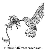 האמינגבירד, לצבוע ספר, ל, מבוגרים, וקטור