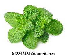 Fresh mint herbs Fresh mint herbs
