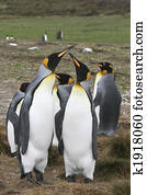 King penguin