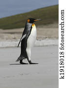 King penguin