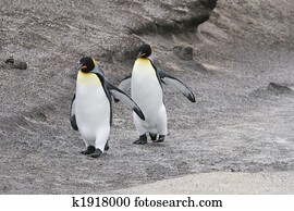 King penguins
