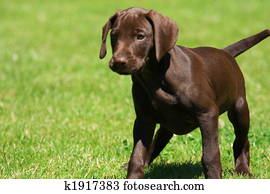puppy puppy