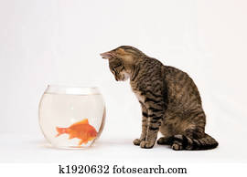  Home cat and a gold fish.