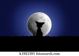 Moon Moon