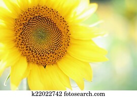 Sunflower Sunflower