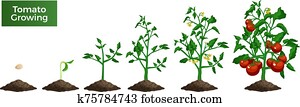 Tomato Plant Growing Set Tomato Plant Growing Set
