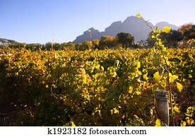 Western Cape Vineyards