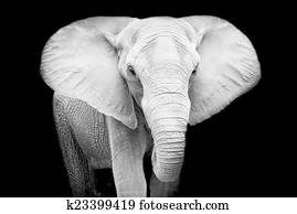 Elephant Elephant