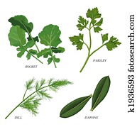 Herbs Herbs