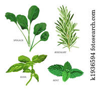 Herbs Herbs