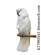 Moluccan Cockatoo