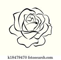 Rose Flower Rose Flower