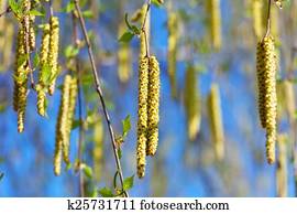 berk, takken, in, lente