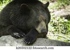 Black bear Black bear