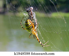 Spider and its victim