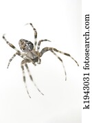 Spider Spider