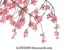 Cherry tree blossom