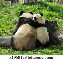 Giant Panda and baby Giant Panda and baby
