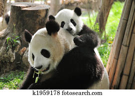 jättelik panda, och, baby