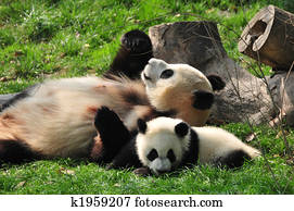 panda gigante, e, bebês