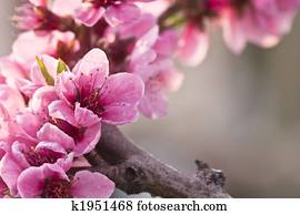 Peach blossom Peach blossom