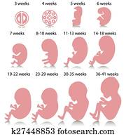 Pregnancy stages Pregnancy stages