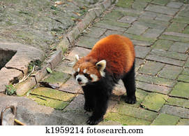 röd panda