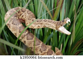 Sneaky Snake Sneaky Snake