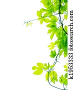 Vine leaves