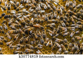 דבורה של מלכה