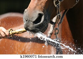 horse drink water horse drink water