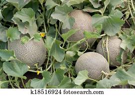 Melons in the garden Melons in the garden