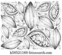 カカオ 木 また 知られている ように Theobroma カカオ 葉 フルーツ 型 刻まれる イラスト の カカオ 木 葉 そして フルーツ 隔離された に対して A 白 バックグラウンド クリップアート K Fotosearch