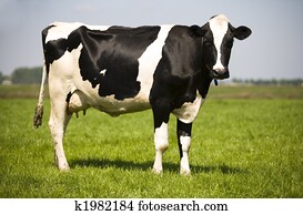 Dutch cow Dutch cow