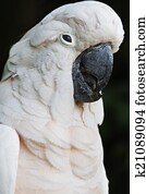 Moluccan Cockatoo parrot