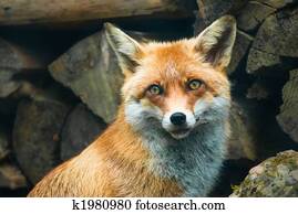 red fox red fox