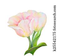 Tulips isolated on white, oil paint Tulips isolated on white, oil paint