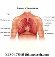 בן אנוש, ריאות, אנטומיה