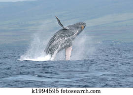 Breaching Humpback Breaching Humpback