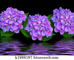 Purple Trio Purple Trio