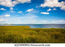 pântano, gramas, em, a, parque waterfront, em, charleston, sul, carol