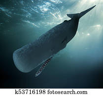 Sperm Whale Diving Undersea Sperm Whale Diving Undersea
