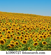 Sunflower Field Sunflower Field