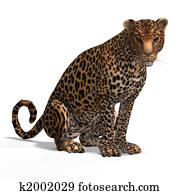 Big Cat Leopard Big Cat Leopard